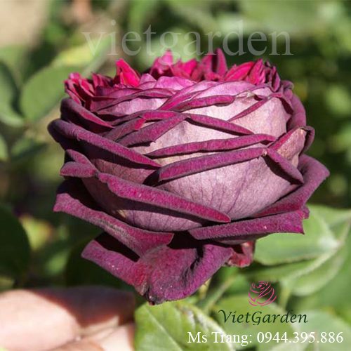 Hình ảnh hoa hồng ngoại Rose Royale rose