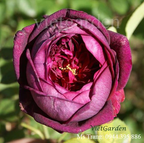 Hình ảnh hoa hồng ngoại Rose Royale rose