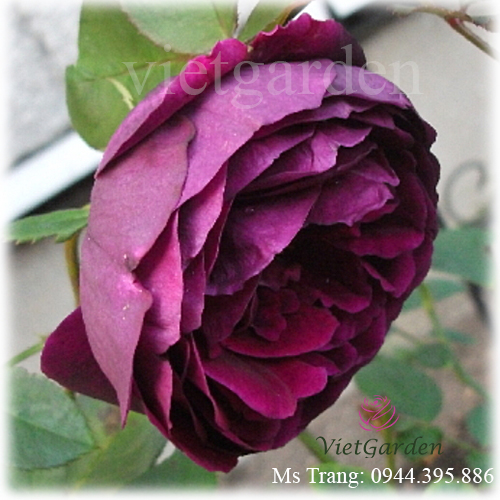 Hình ảnh hoa hồng ngoại Rose Royale rose
