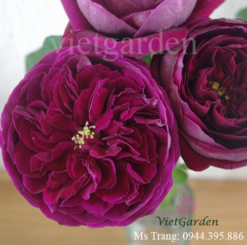 Hình ảnh hoa hồng ngoại Rose Royale rose