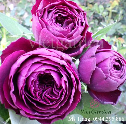Hình ảnh hoa hồng ngoại Rose Royale rose