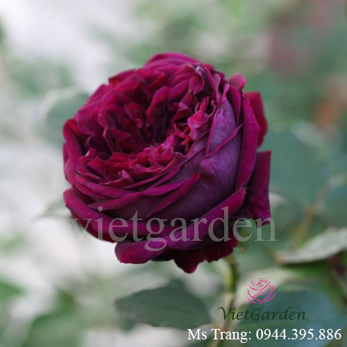 Hình ảnh hoa hồng ngoại Rose Royale rose