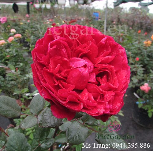 Hình ảnh hoa hồng ngoại Rouge Royale rose