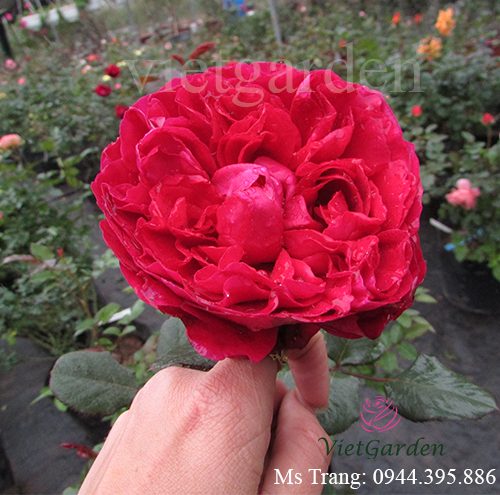 Hình ảnh hoa hồng ngoại Rouge Royale rose