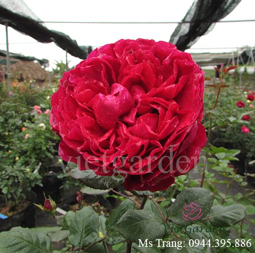 Hình ảnh hoa hồng ngoại Rouge Royale rose
