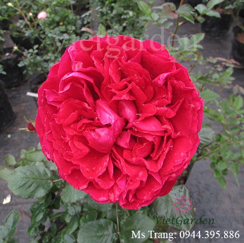 Hình ảnh hoa hồng ngoại Rouge Royale rose