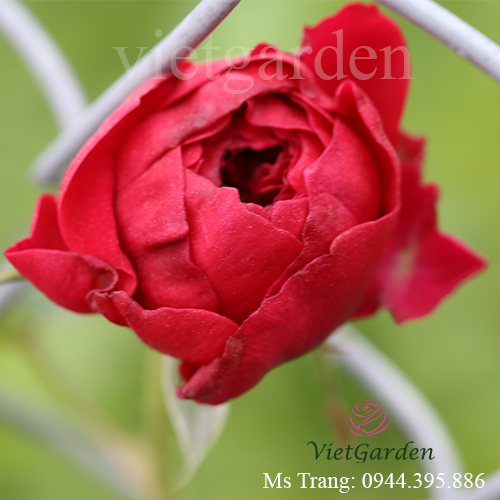 Hình ảnh hoa hồng ngoại Rouge Royale rose