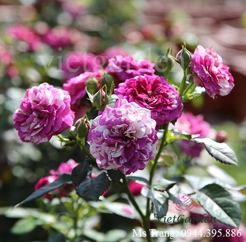 Hình ảnh hoa hồng ngoại Scented Jewel rose