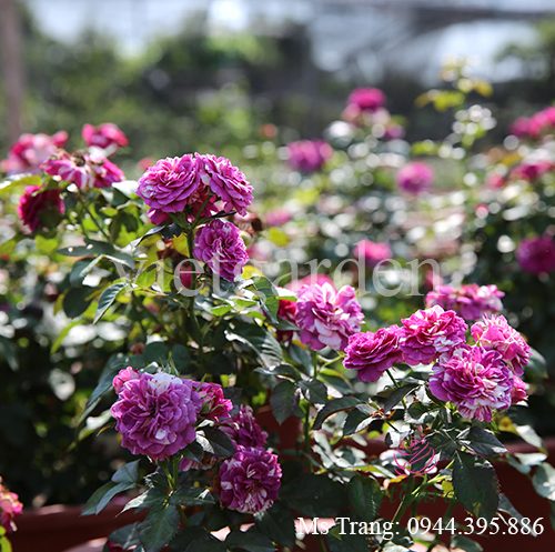 Hình ảnh hoa hồng ngoại Scented Jewel rose