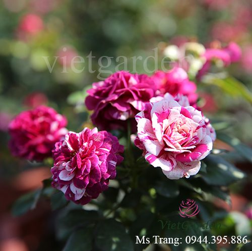 Hình ảnh hoa hồng ngoại Scented Jewel rose