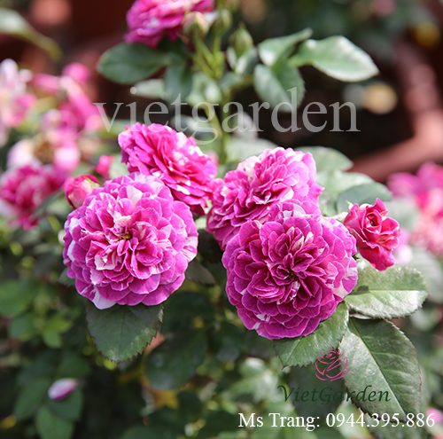 Hình ảnh hoa hồng ngoại Scented Jewel rose