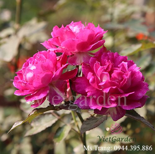 Hình ảnh hoa hồng ngoại Sheherazad rose