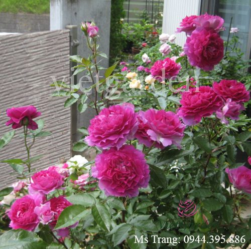 Hình ảnh hoa hồng ngoại Sheherazad rose