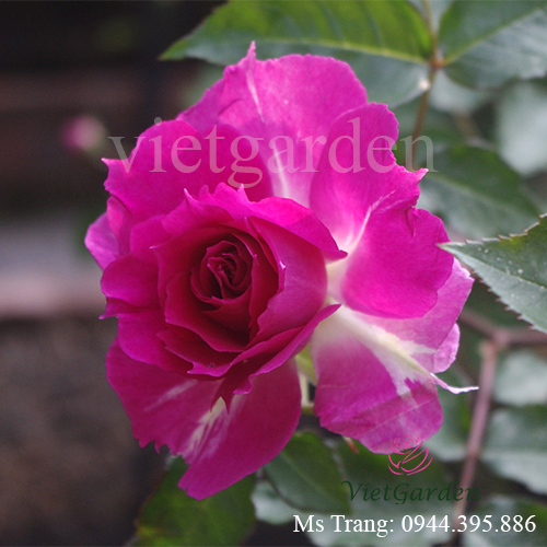 Hình ảnh hoa hồng ngoại Sheherazad rose