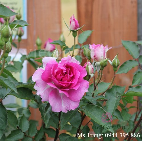 Hình ảnh hoa hồng ngoại Sheherazad rose