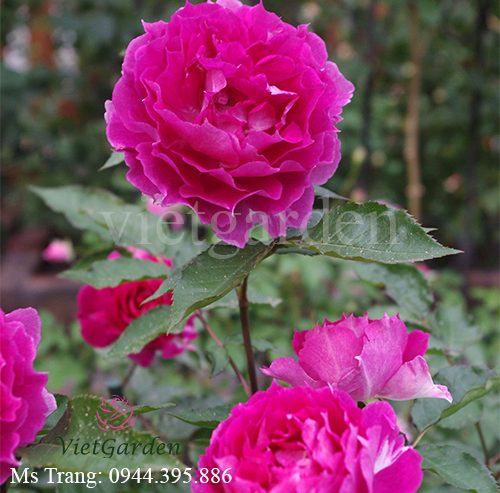 Hình ảnh hoa hồng ngoại Sheherazad rose