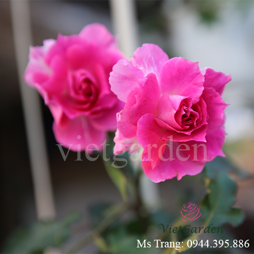 Hình ảnh hoa hồng ngoại Sheherazad rose