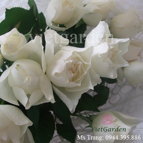 Hình ảnh hoa hồng ngoại Shizuku rose