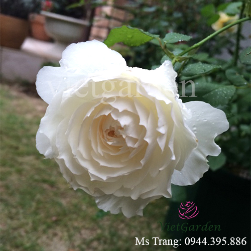 Hình ảnh hoa hồng ngoại Shizuku rose
