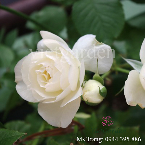 Hình ảnh hoa hồng ngoại Shizuku rose