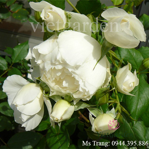 Hình ảnh hoa hồng ngoại Shizuku rose