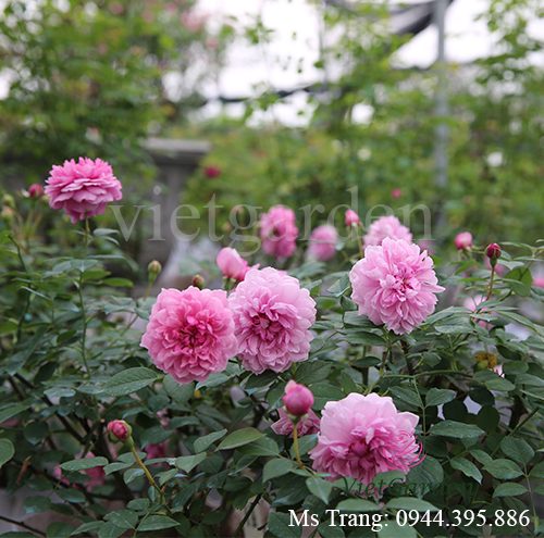 Hình ảnh hoa hồng ngoại Sister Elizabeth rose