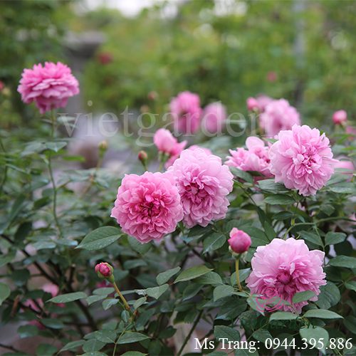 Hình ảnh hoa hồng ngoại Sister Elizabeth rose