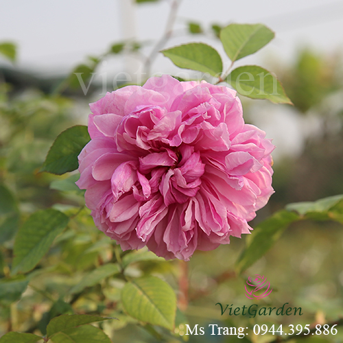 Hình ảnh hoa hồng ngoại Sister Elizabeth rose