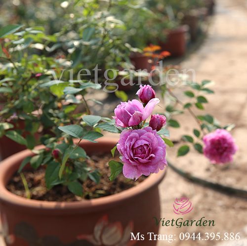 Hình ảnh hoa hồng ngoại Sister Elizabeth rose