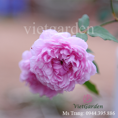 Hình ảnh hoa hồng ngoại Sister Elizabeth rose