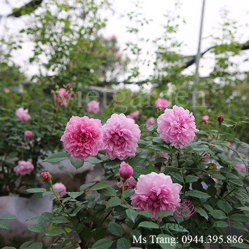 Hình ảnh hoa hồng ngoại Sister Elizabeth rose