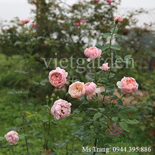 Hình ảnh hoa hồng ngoại The Alnwick rose