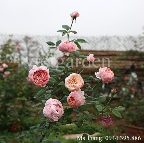 Hình ảnh hoa hồng ngoại The Alnwick rose