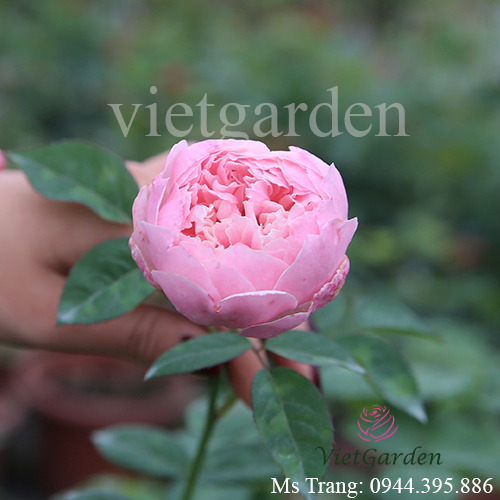 Hình ảnh hoa hồng ngoại The Alnwick rose