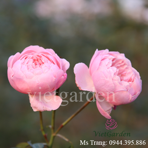Hình ảnh hoa hồng ngoại The Alnwick rose