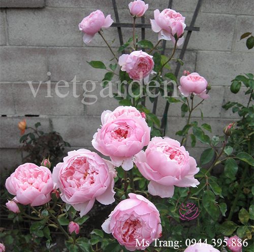 Hình ảnh hoa hồng ngoại The Alnwick rose