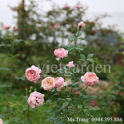 Hình ảnh hoa hồng ngoại The Alnwick rose