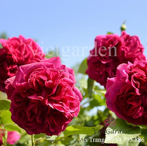 Hình ảnh hoa hồng ngoại The Dark Lady rose