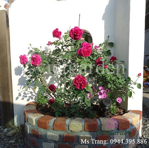 Hình ảnh hoa hồng ngoại The Dark Lady rose