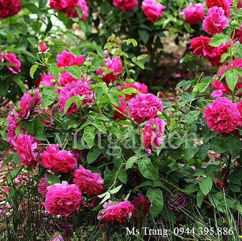 Hình ảnh hoa hồng ngoại The Dark Lady rose