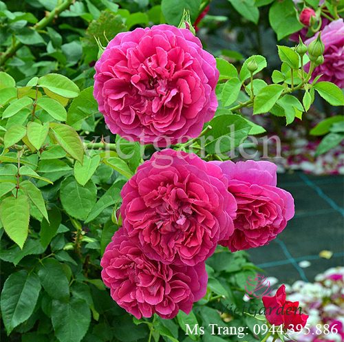 Hình ảnh hoa hồng ngoại The Dark Lady rose