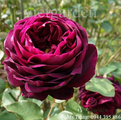 Hình ảnh hoa hồng ngoại The Prince rose