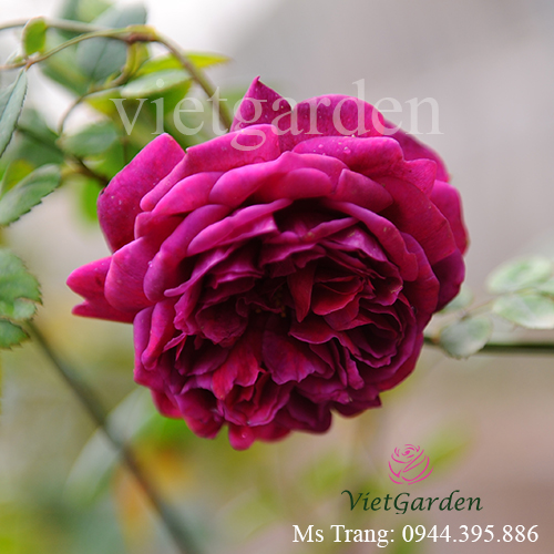 Hình ảnh hoa hồng ngoại The Prince rose