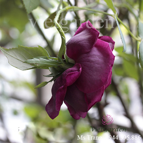 Hình ảnh hoa hồng ngoại The Prince rose