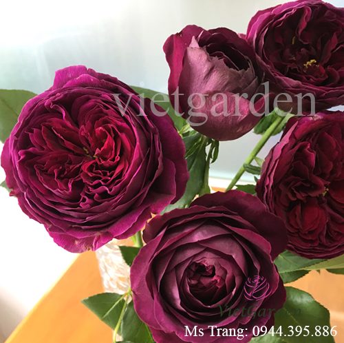 Hình ảnh hoa hồng ngoại The Prince rose