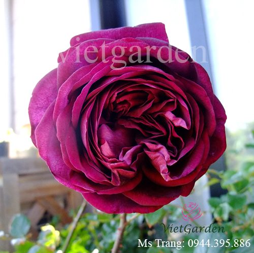 Hình ảnh hoa hồng ngoại The Prince rose
