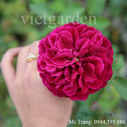 Hình ảnh hoa hồng ngoại The Prince rose