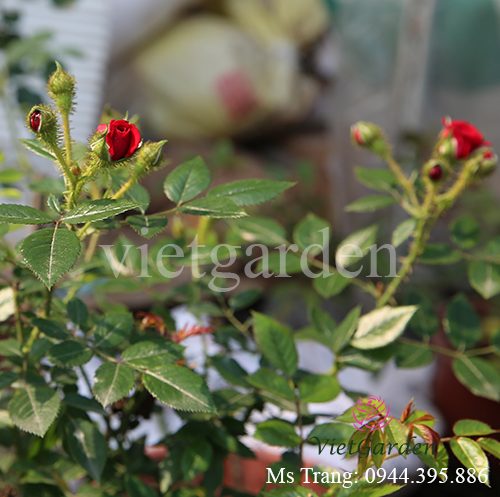 Hình ảnh hoa hồng ngoại Unconditional Love rose