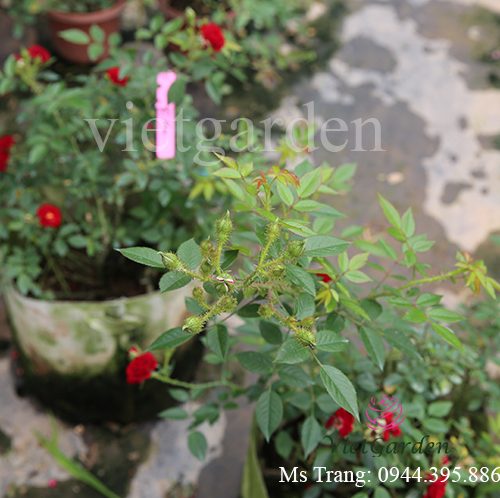 Hình ảnh hoa hồng ngoại Unconditional Love rose