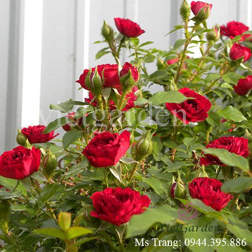 Hình ảnh hoa hồng ngoại Unconditional Love rose